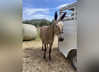 Mule, Mare, 5 years, 14 hh, Roan-Red