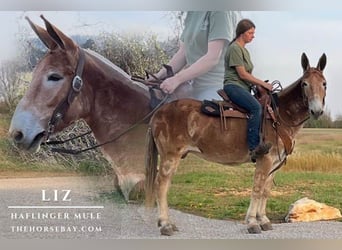 Mule, Mare, 5 years, 14,1 hh, Sorrel