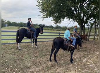 Mule, Mare, 5 years, 14,3 hh, Black