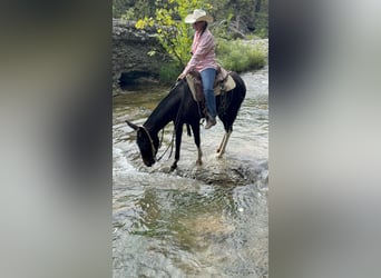 Mule, Mare, 5 years, 14,3 hh, Black