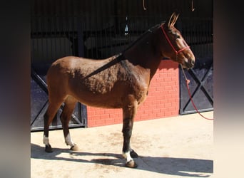 Mule, Mare, 5 years, 15,1 hh, Brown