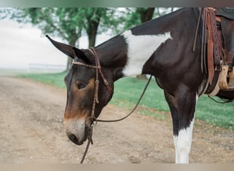 Mule, Mare, 5 years, 16.2 hh