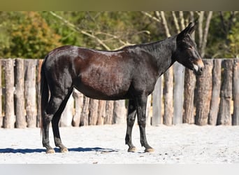 Mule, Mare, 5 years, Black