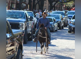 Mule, Mare, 6 years, 12.1 hh, Bay