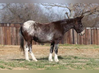 Mule, Mare, 6 years, 12.1 hh, Bay