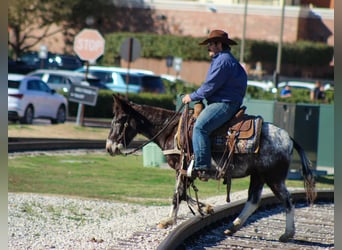 Mule, Mare, 6 years, 12,1 hh, Grey