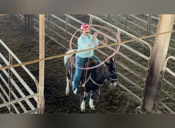 Mule, Mare, 6 years, 12,1 hh, Grey