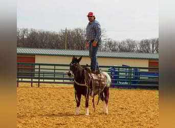 Mule, Mare, 6 years, 12,1 hh, Grey