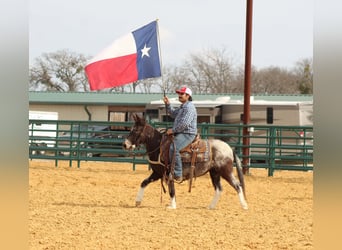 Mule, Mare, 6 years, 13 hh, Bay