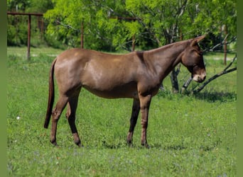 Mule, Mare, 6 years, 13 hh, Dun