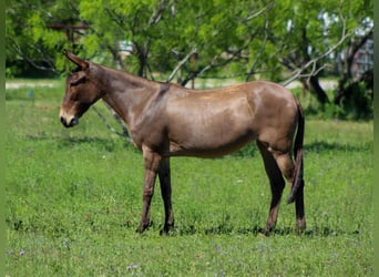 Mule, Mare, 6 years, 13 hh, Dun