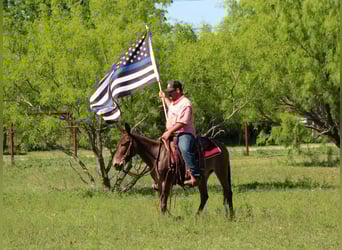 Mule, Mare, 6 years, 13 hh, Dun