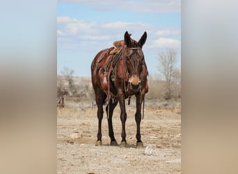 Mule, Mare, 6 years, 14.1 hh, Brown