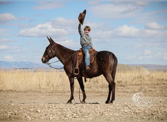 Mule, Mare, 6 years, 14.1 hh, Brown