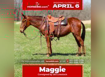 Mule, Mare, 6 years, 14.1 hh, Sorrel