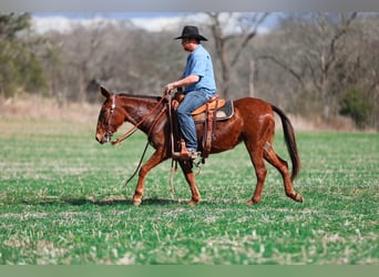 Mule, Mare, 6 years, 14.1 hh, Sorrel