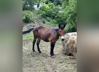 Mule, Mare, 6 years, 14.2 hh, Brown