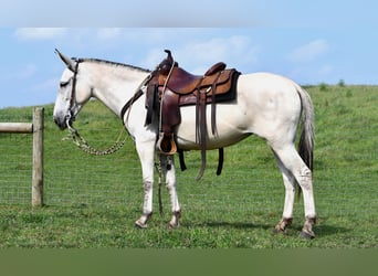 Mule, Mare, 6 years, 14.2 hh, Gray