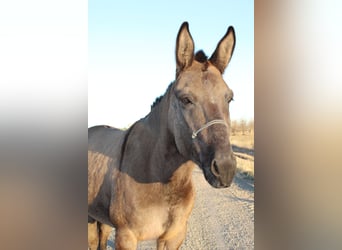 Mule, Mare, 6 years, 14.3 hh, Grullo