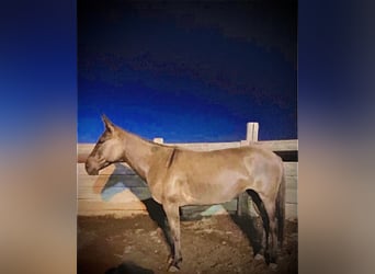 Mule, Mare, 6 years, 14.3 hh, Grullo