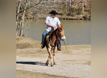 Mule, Mare, 6 years, 14,3 hh, Sorrel