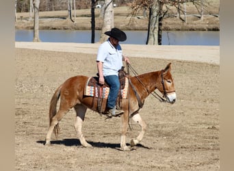 Mule, Mare, 6 years, 14,3 hh, Sorrel