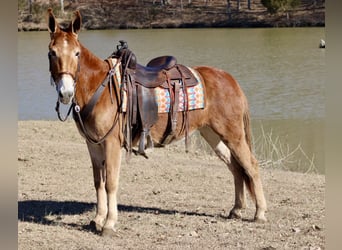 Mule, Mare, 6 years, 14,3 hh, Sorrel