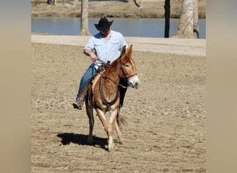 Mule, Mare, 6 years, 14,3 hh, Sorrel