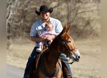 Mule, Mare, 6 years, 14,3 hh, Sorrel