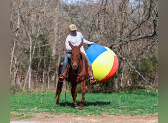 Mule, Mare, 6 years, 14,1 hh, Sorrel
