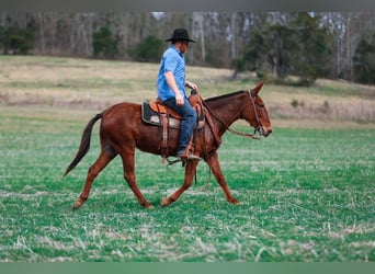 Mule, Mare, 6 years, 14,1 hh, Sorrel