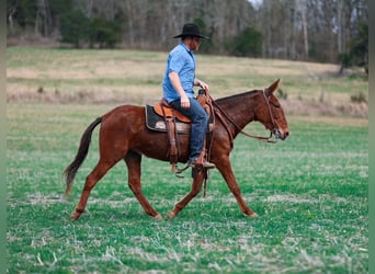 Mule, Mare, 6 years, 14,1 hh, Sorrel