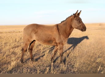 Mule, Mare, 6 years, 14,3 hh, Grullo