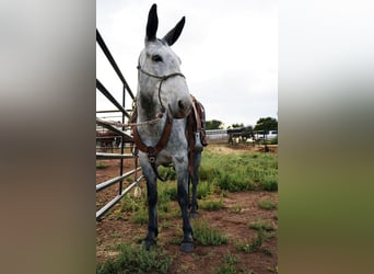 Mule, Mare, 6 years, 15.1 hh, Gray