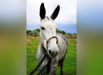 Mule, Mare, 6 years, 15.1 hh, Gray