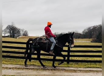 Mule, Mare, 6 years, 15 hh, Bay-Dark