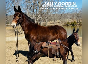 Mule, Mare, 6 years, 15 hh, Bay-Dark