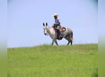 Mule, Mare, 6 years, 15 hh, Gray