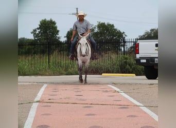 Mule, Mare, 6 years, 15 hh, Gray