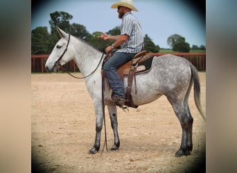 Mule, Mare, 6 years, 15 hh, Gray