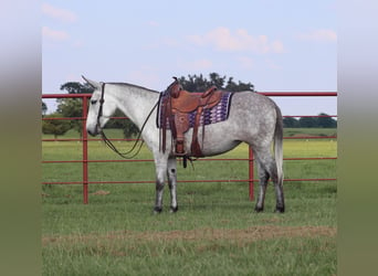 Mule, Mare, 6 years, 15 hh, Gray