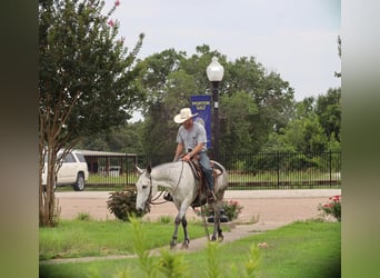 Mule, Mare, 6 years, 15 hh, Gray