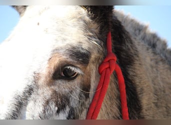 Mule, Mare, 6 years, 16,1 hh, Overo-all-colors