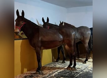 Mule, Mare, 6 years, 16,2 hh, Gray