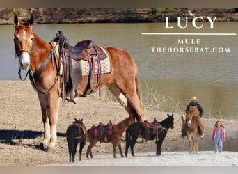 Mule, Mare, 6 years, Sorrel