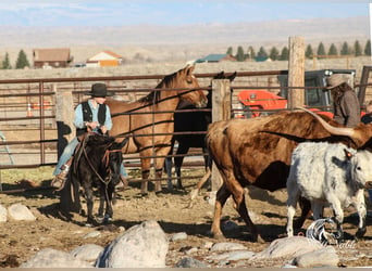 Mule, Mare, 7 years, 10 hh, Black