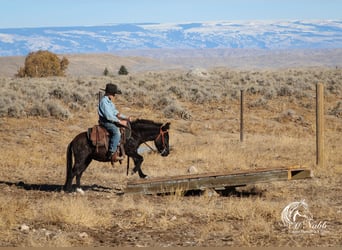 Mule, Mare, 7 years, 10 hh, Black