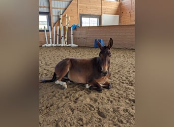 Mule, Mare, 7 years, 13.2 hh, Bay Mule, Mare, 7 years, 13.2 hh, Bay