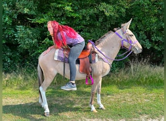 Mule, Mare, 7 years, 13.2 hh, Dun