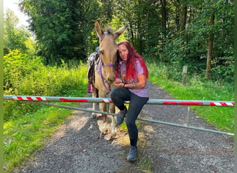 Mule, Mare, 7 years, 13.2 hh, Dun